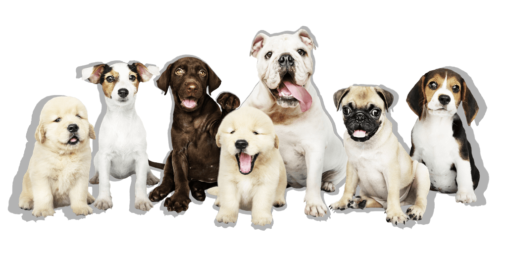 banner com imagem de cachorros