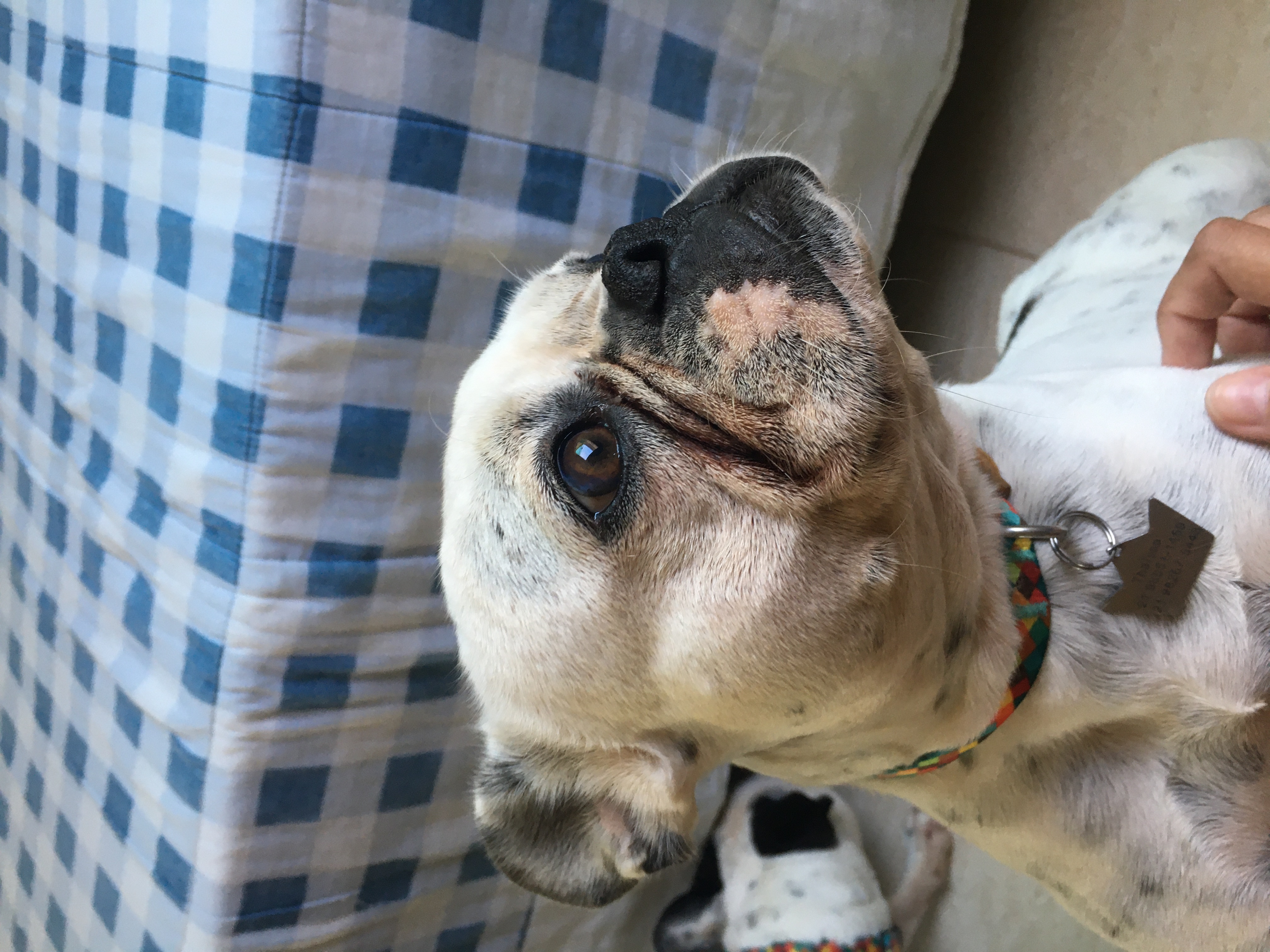cão buldogue francês olhando para o lado