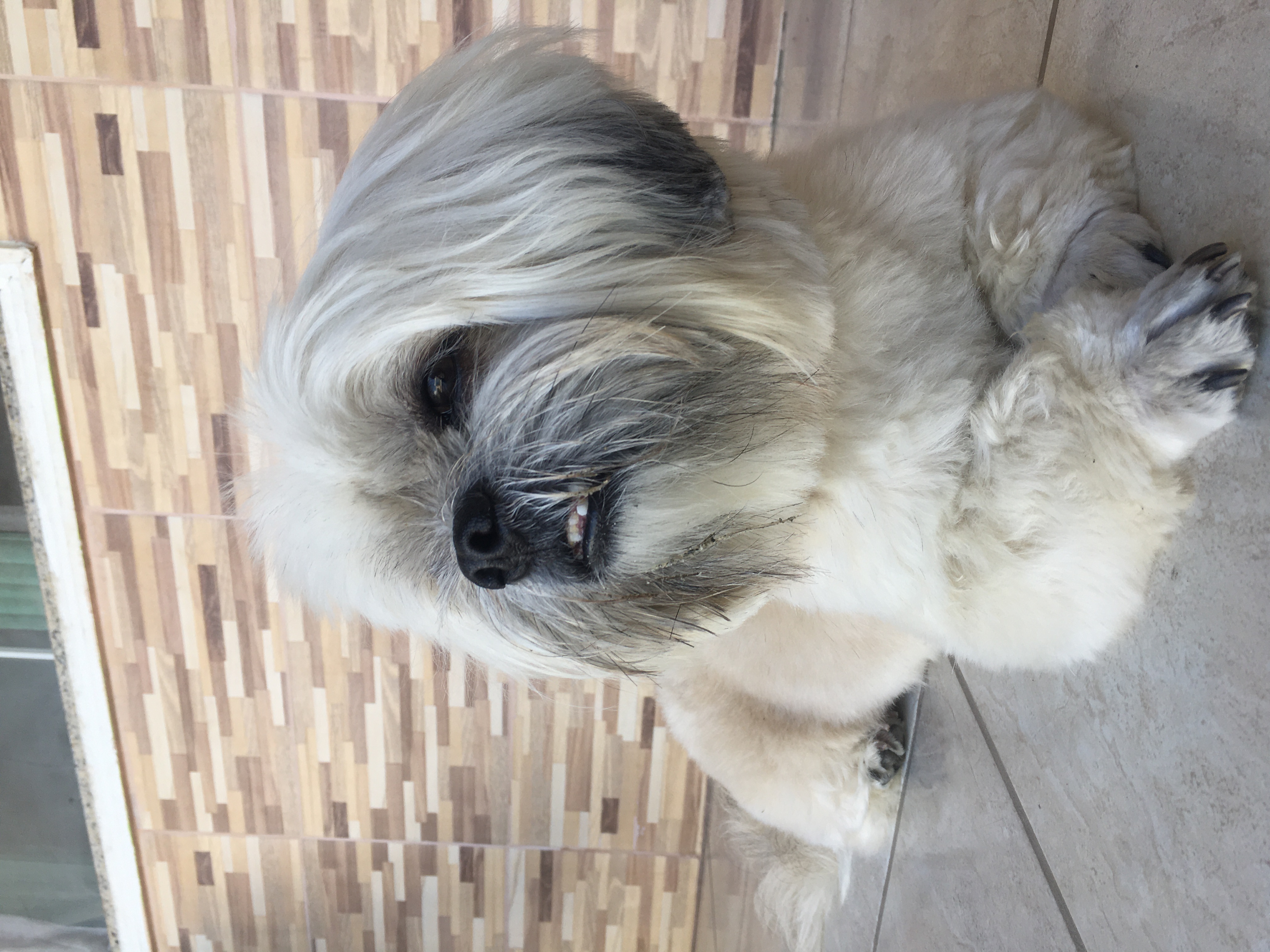 cão da raça lhasa apso deitado no chão olhando para o lado
