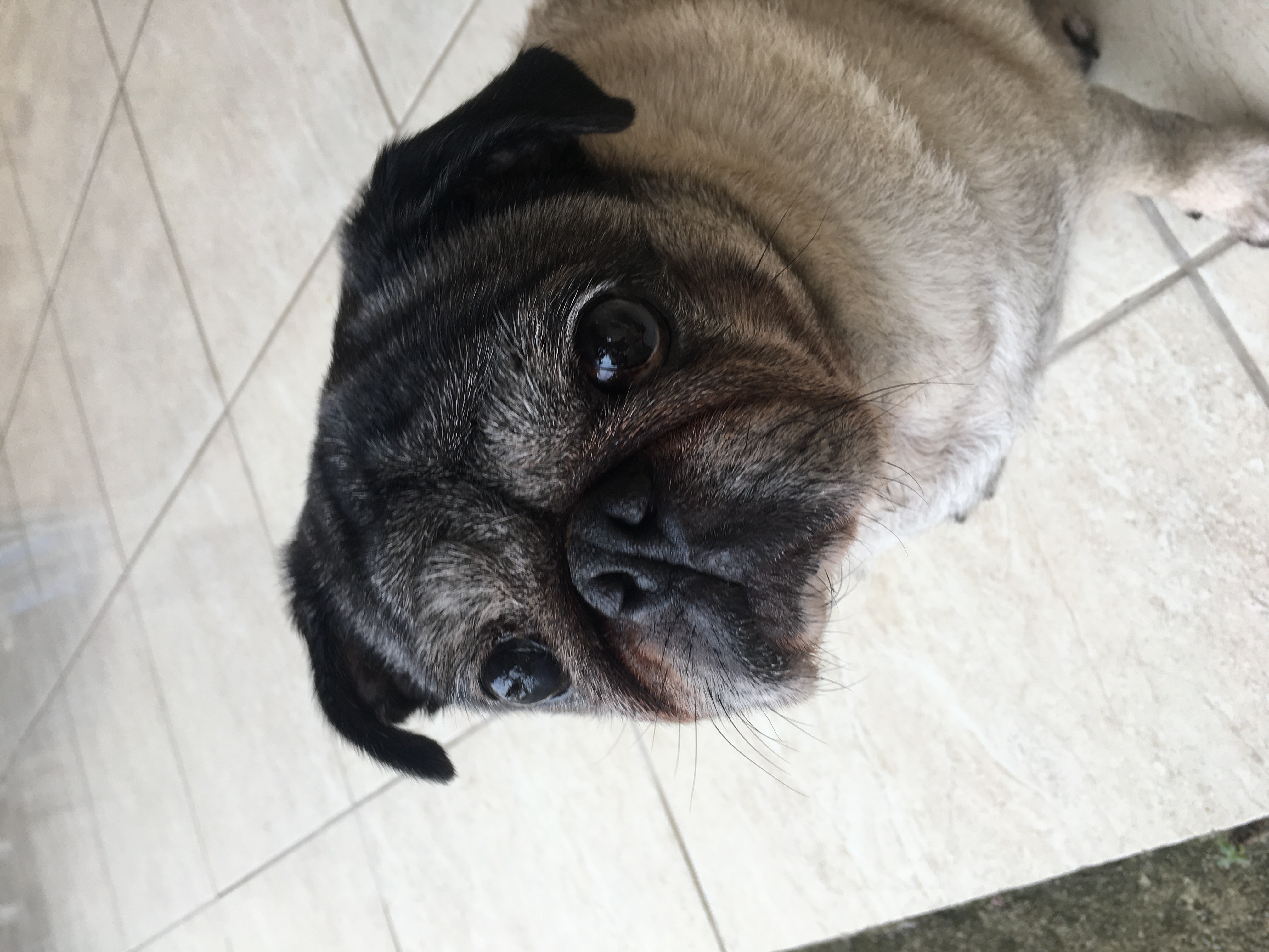 cão da raça pug olhando para a câmera