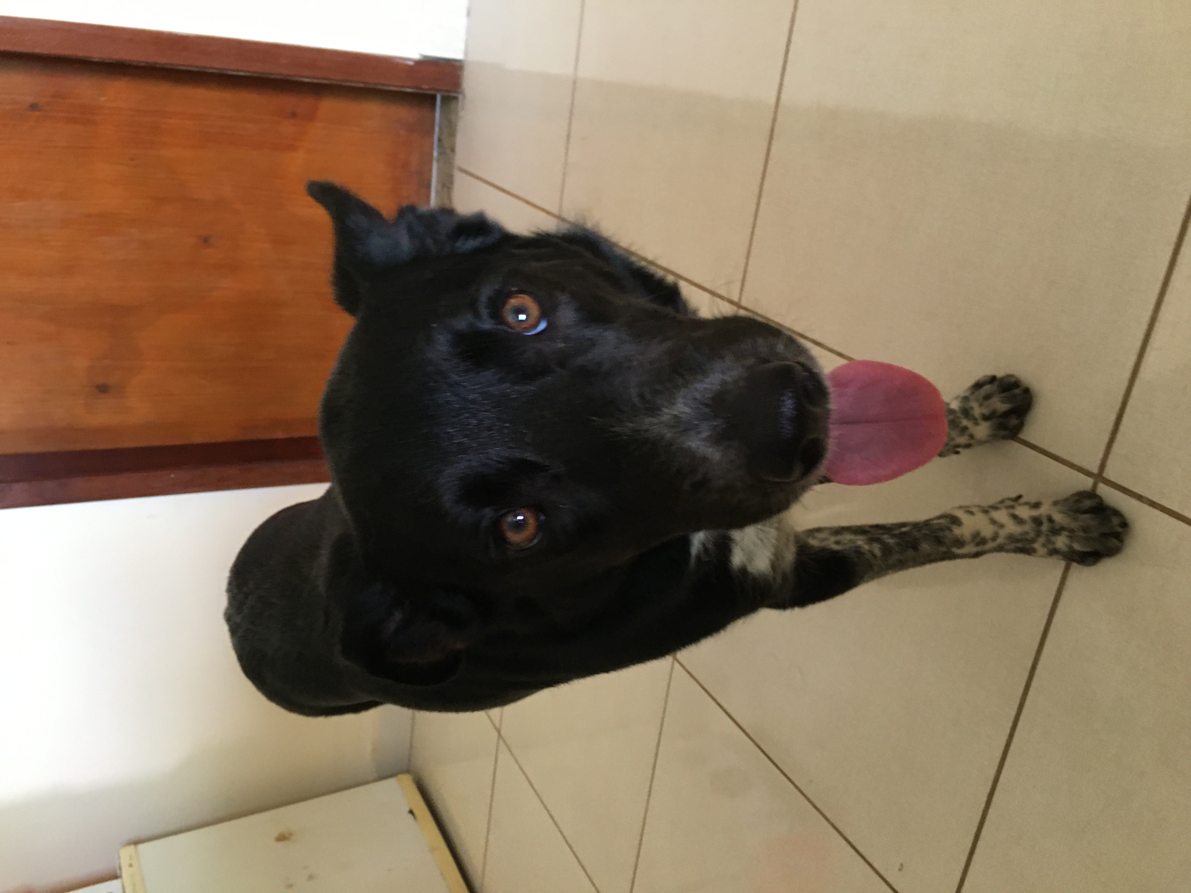 cadela vira-lata preta com a língua para fora