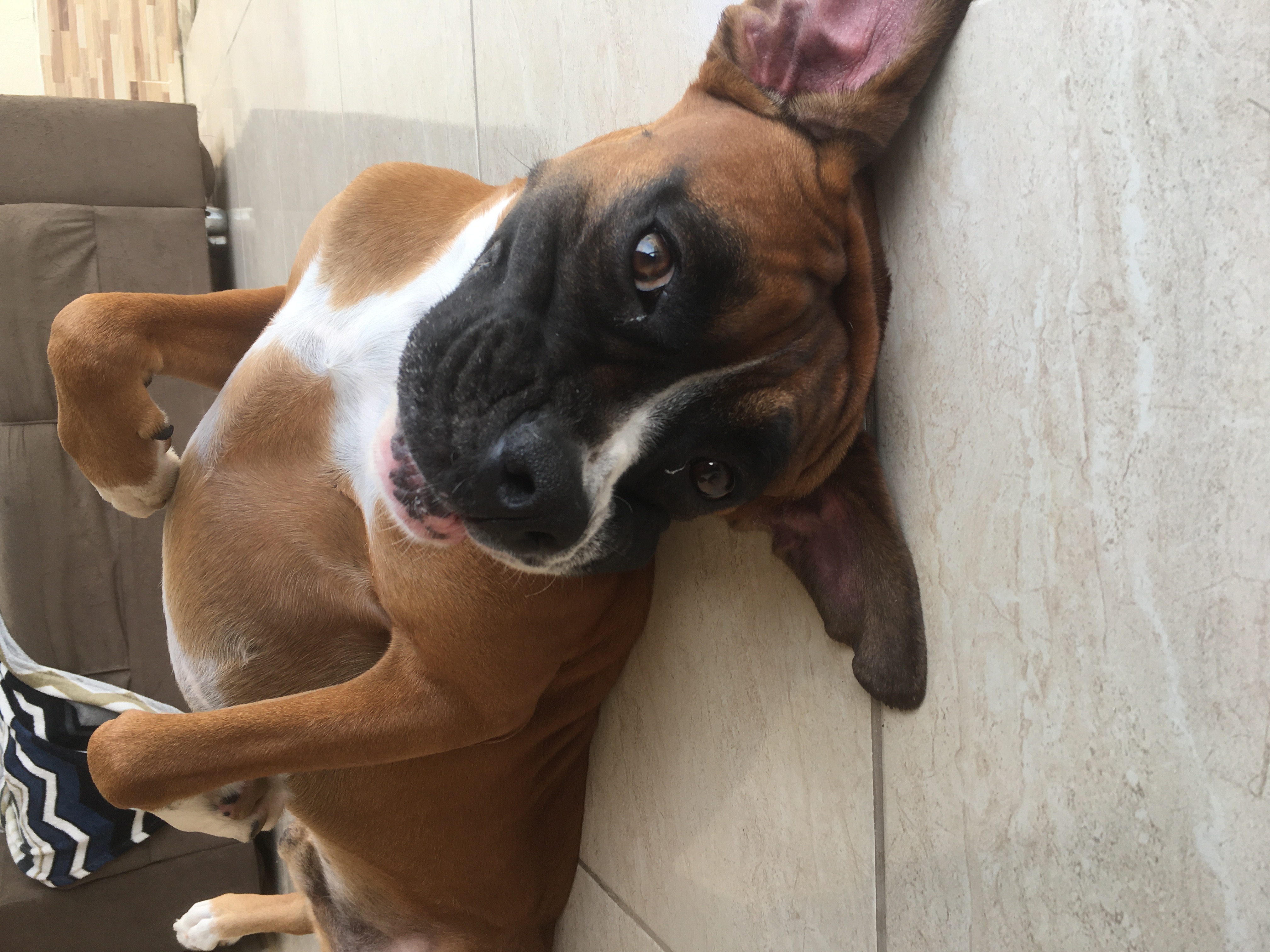 cão da raça boxer deitado no chão de barriga para cima