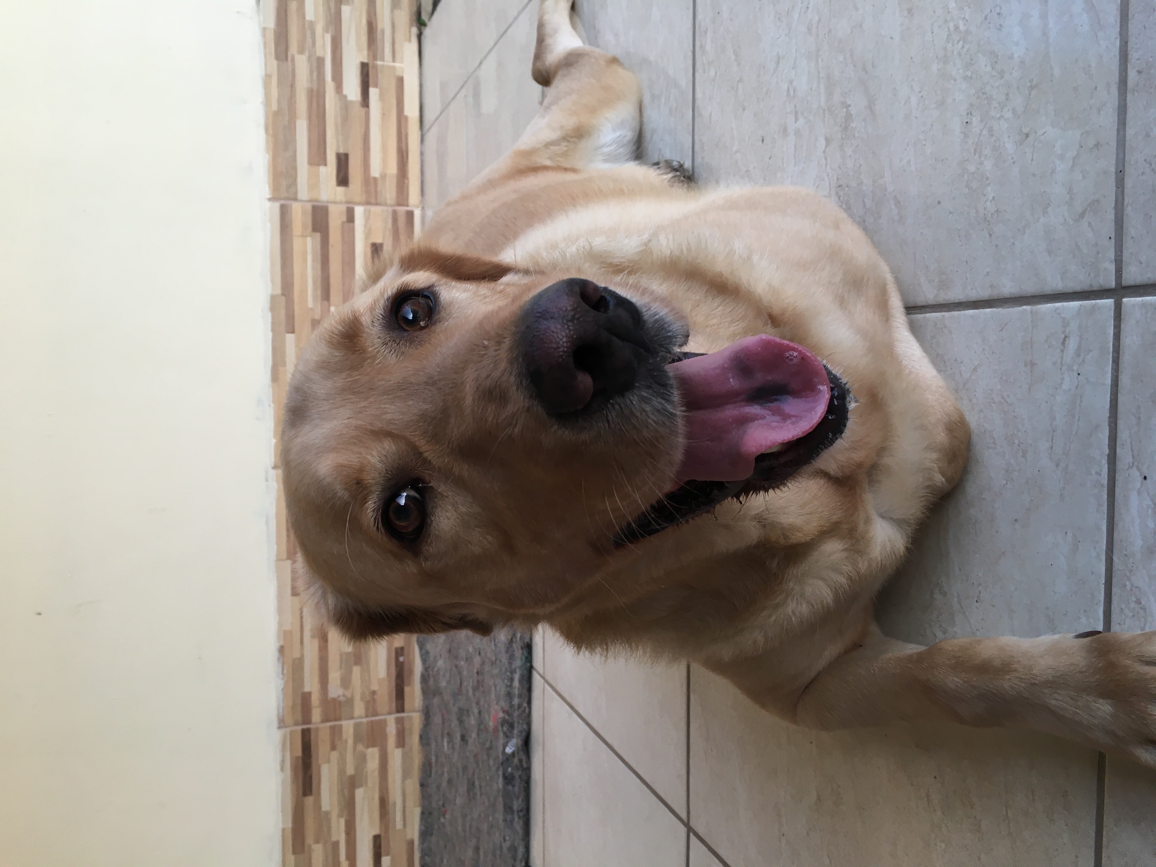 cão labrador deitado no chão com a boca aberta