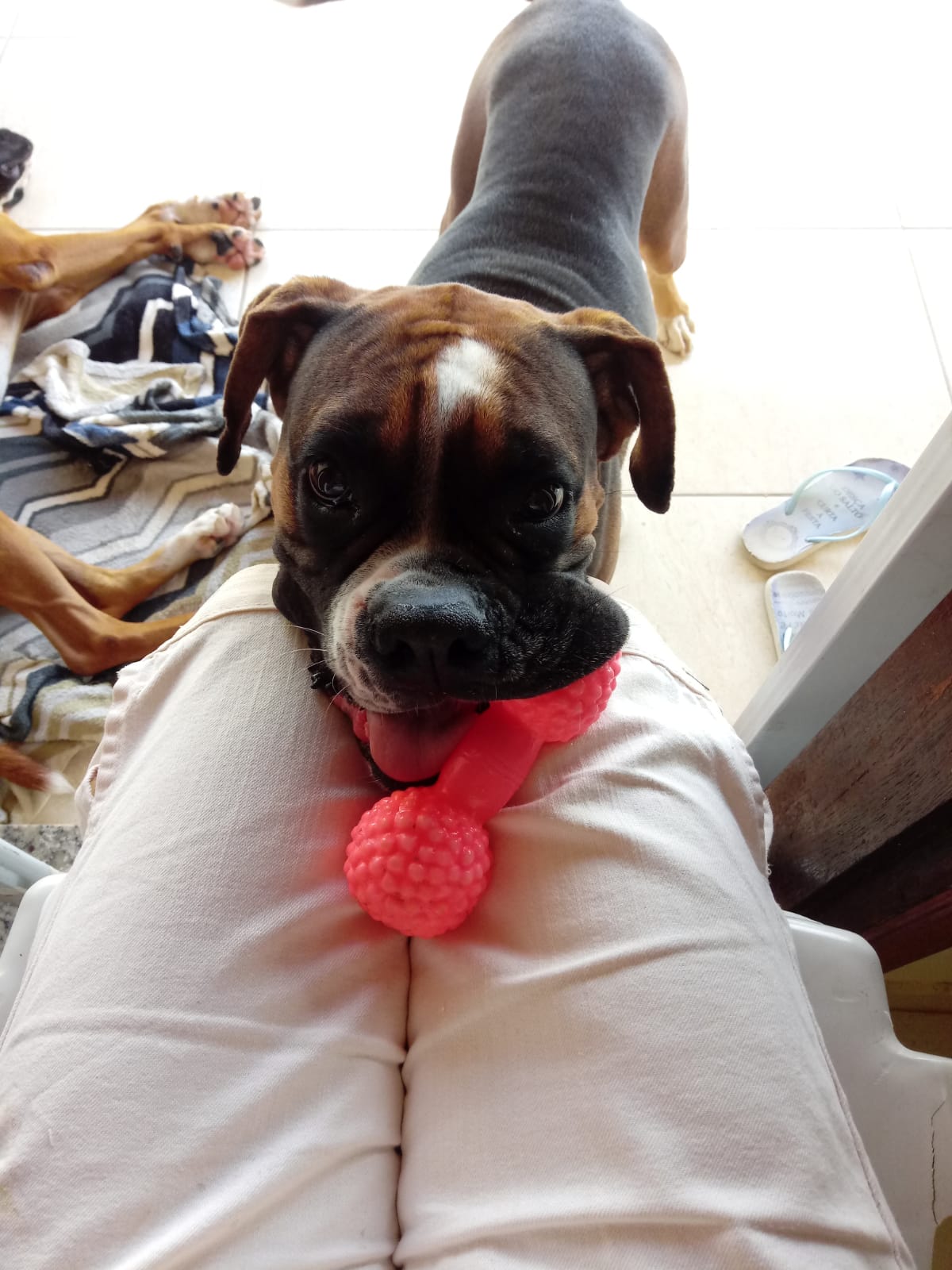 cadela da raça boxer com um osso rosa de brinquedo na boca