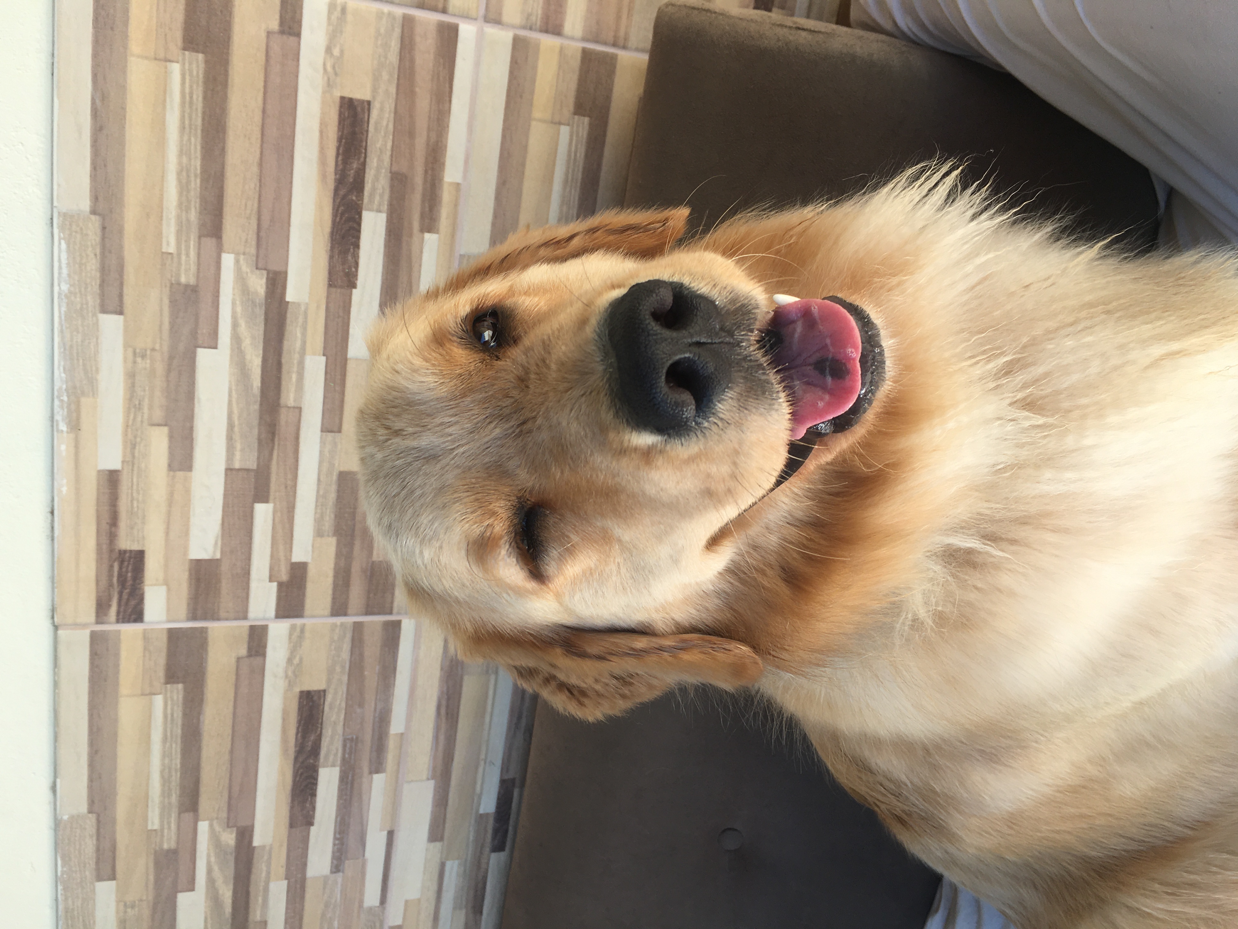 cadela da raça golden piscando para a câmera