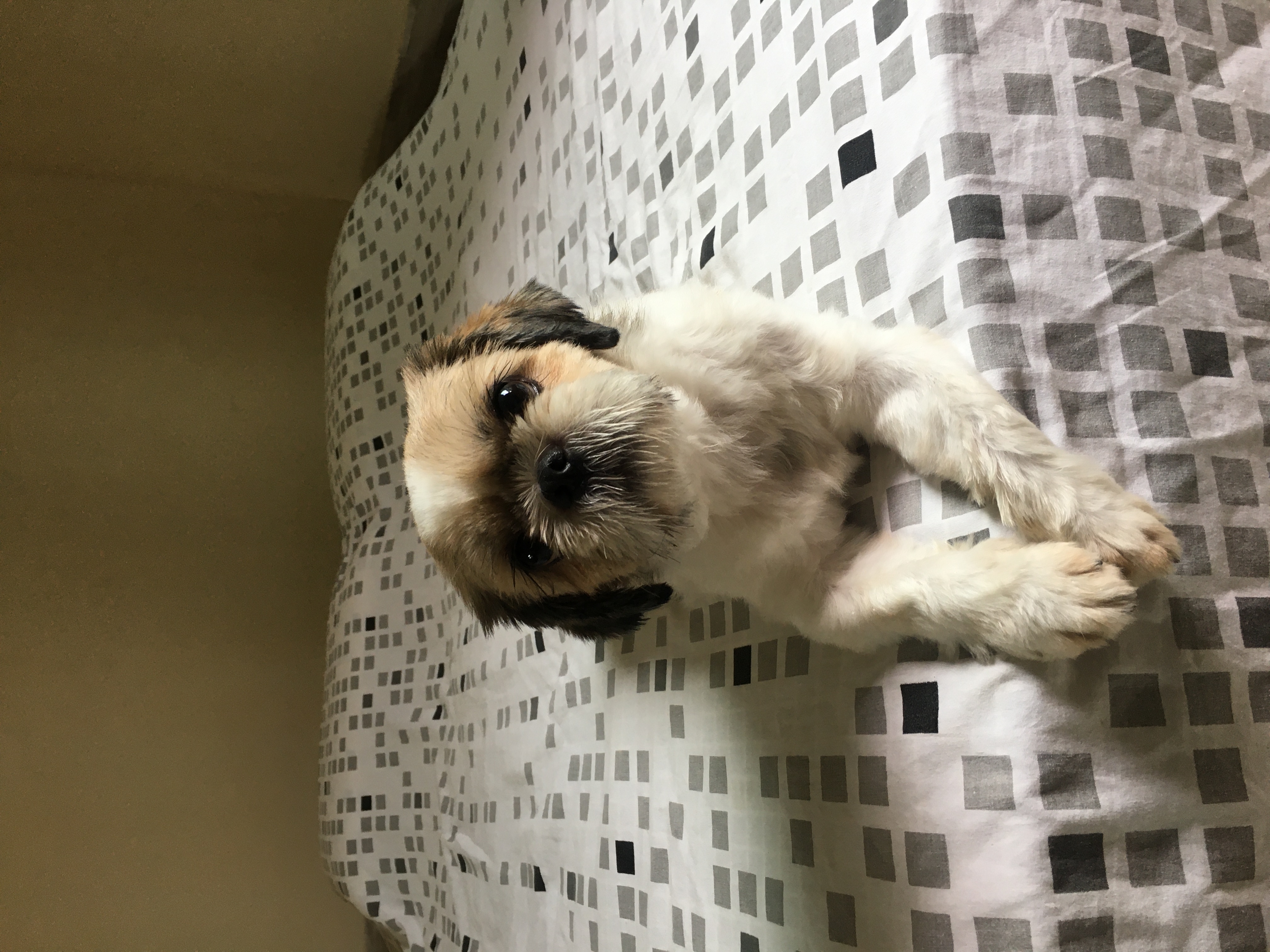 cão da raça shih tzu deitado na cama olhando para a câmera