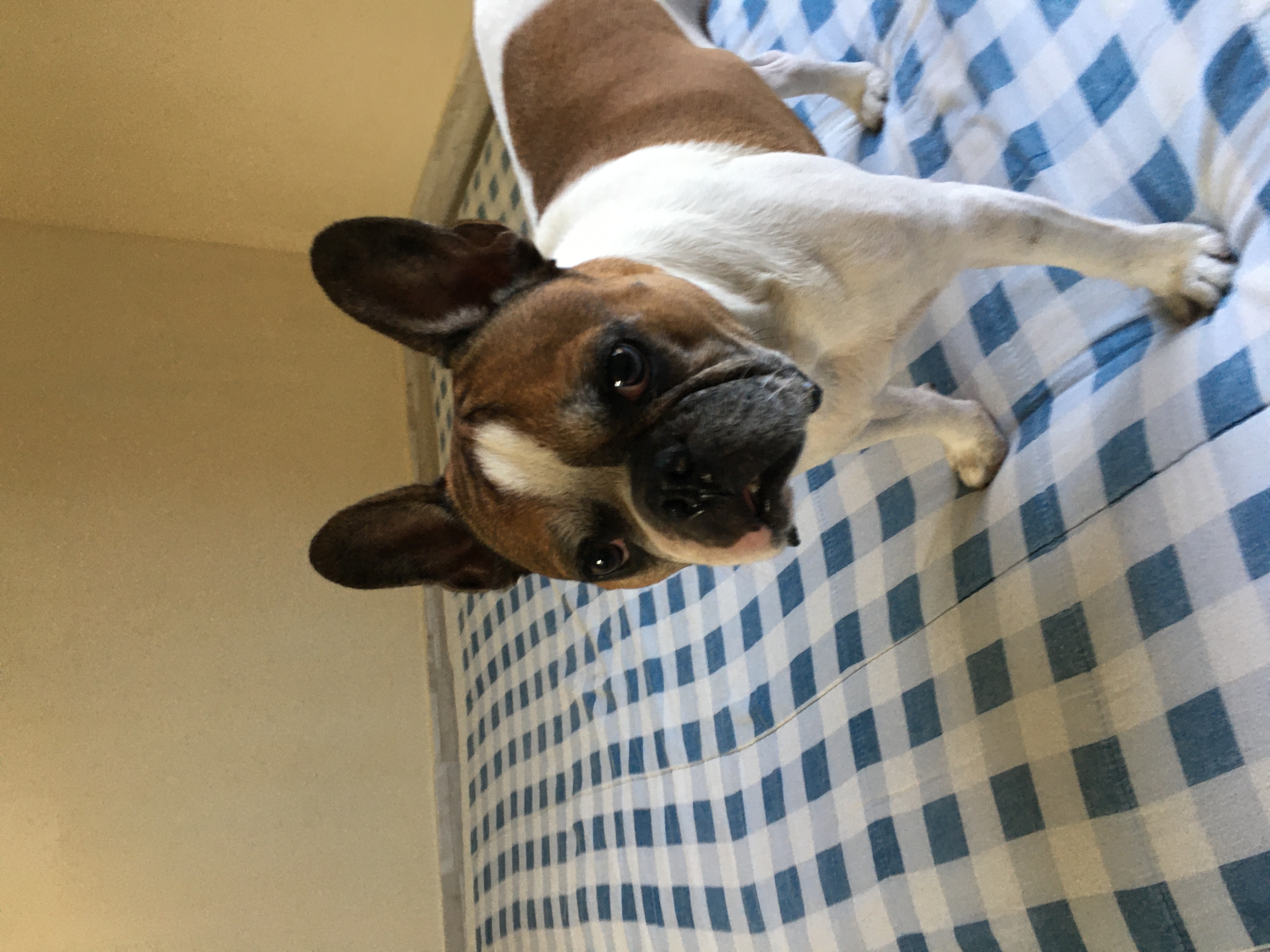 cão buldogue francês em cima da cama