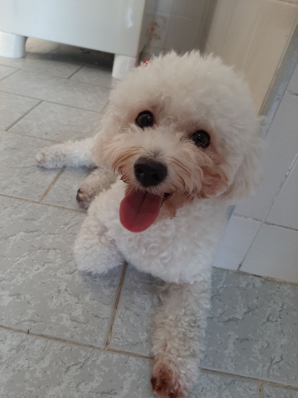 cadela da raça poodle olhando para a câmera com a língua para fora