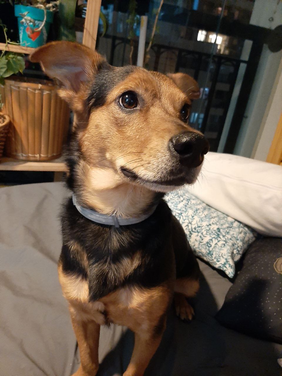 cão vira lata em cima do sofá olhando para o lado