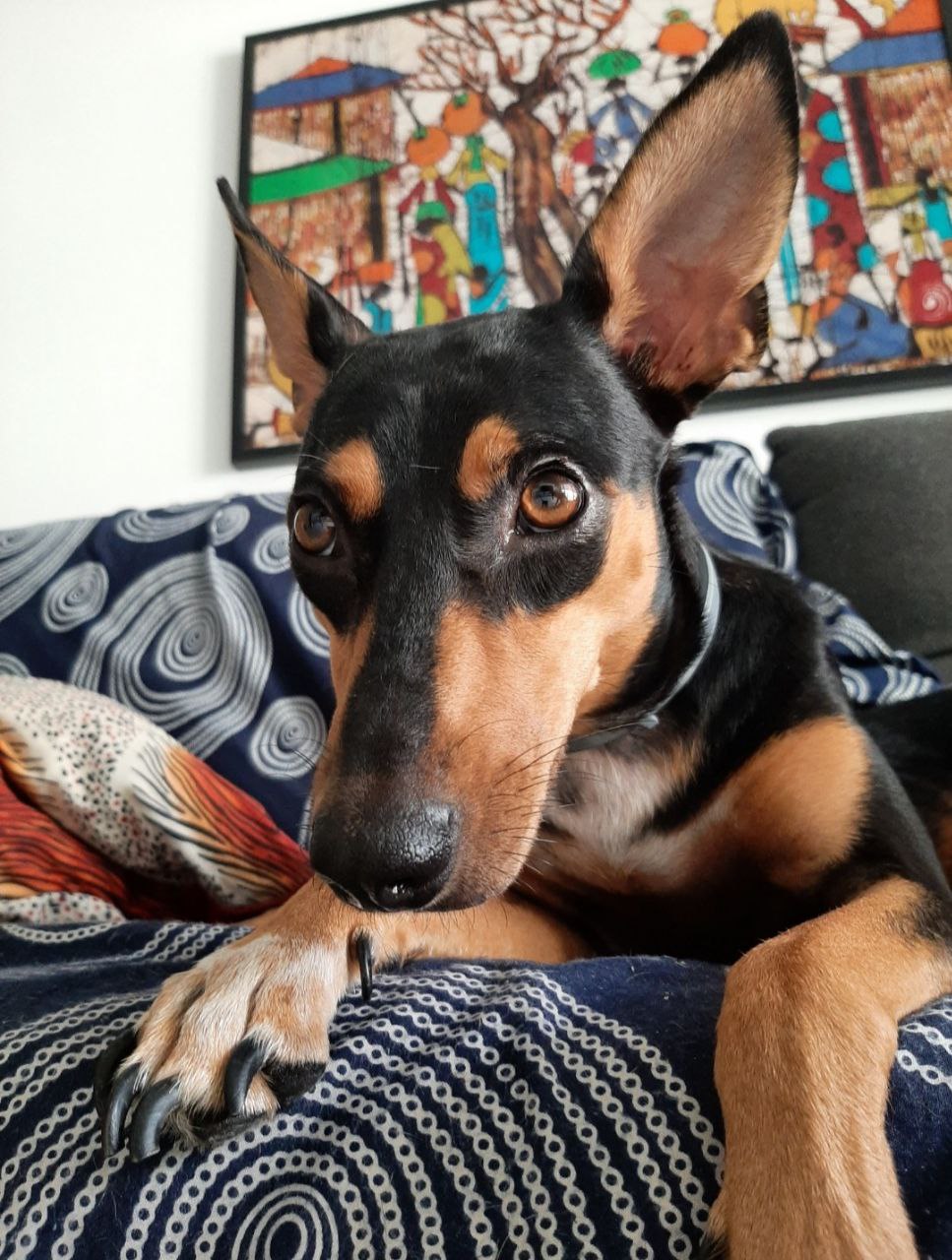 cadela vira lata deitada no sofá