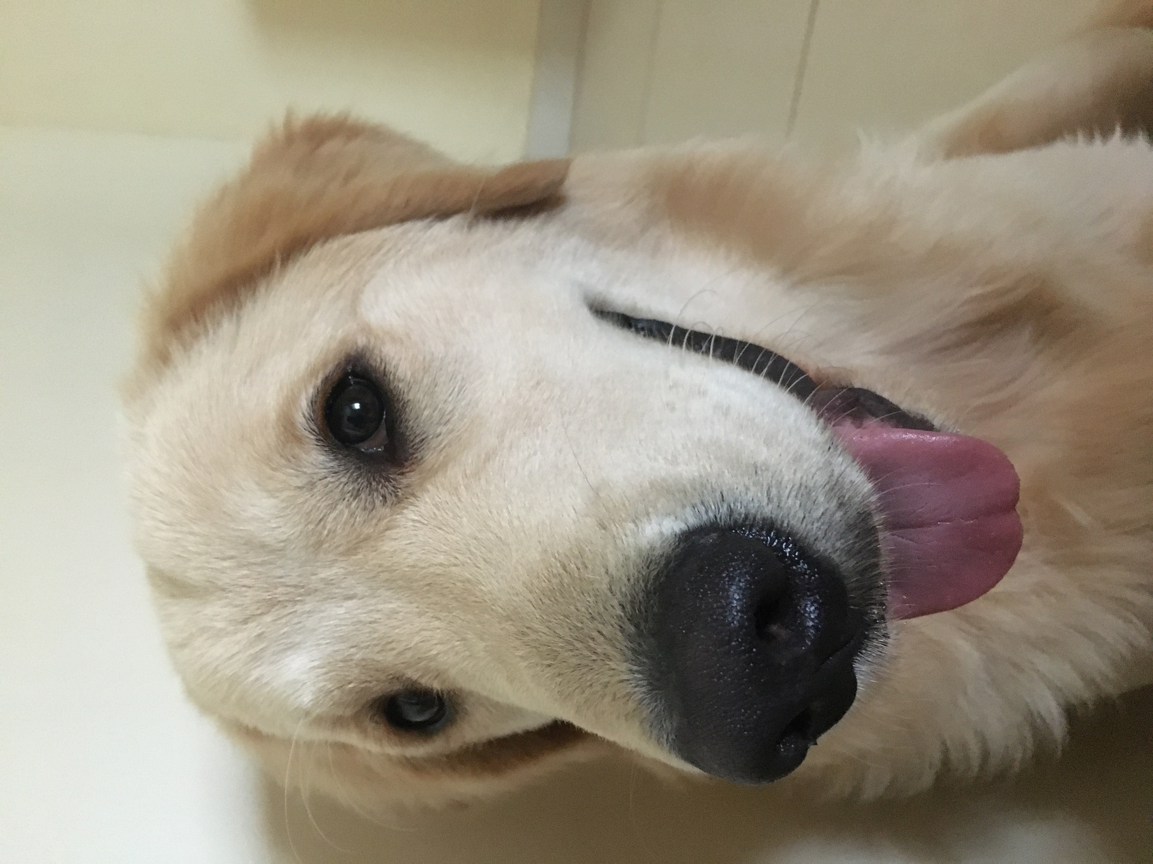 cão da raça golden olhando para a câmera com a língua para fora