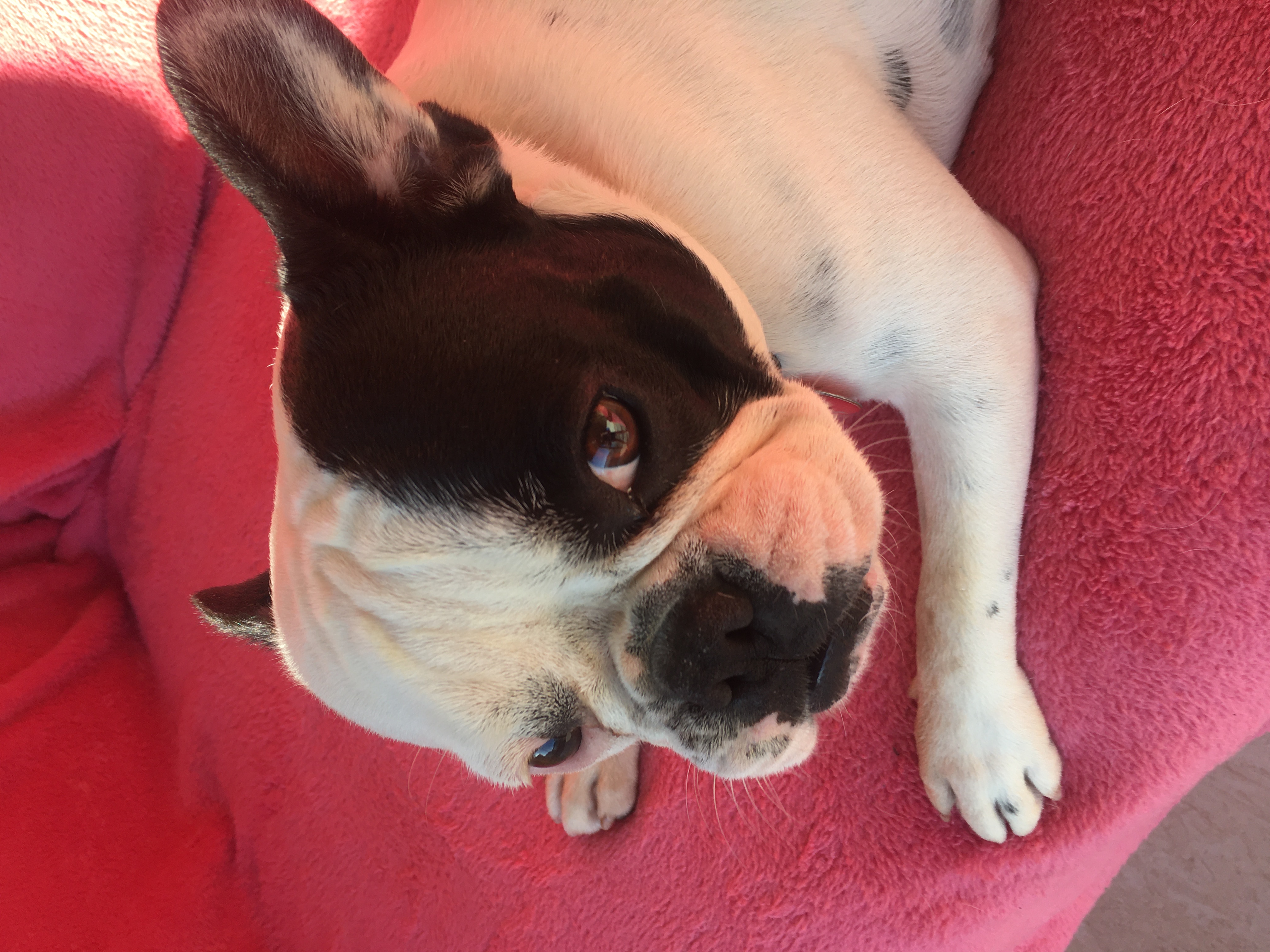 cadela buldogue francês deitada olhando para a câmera em um sofá rosa