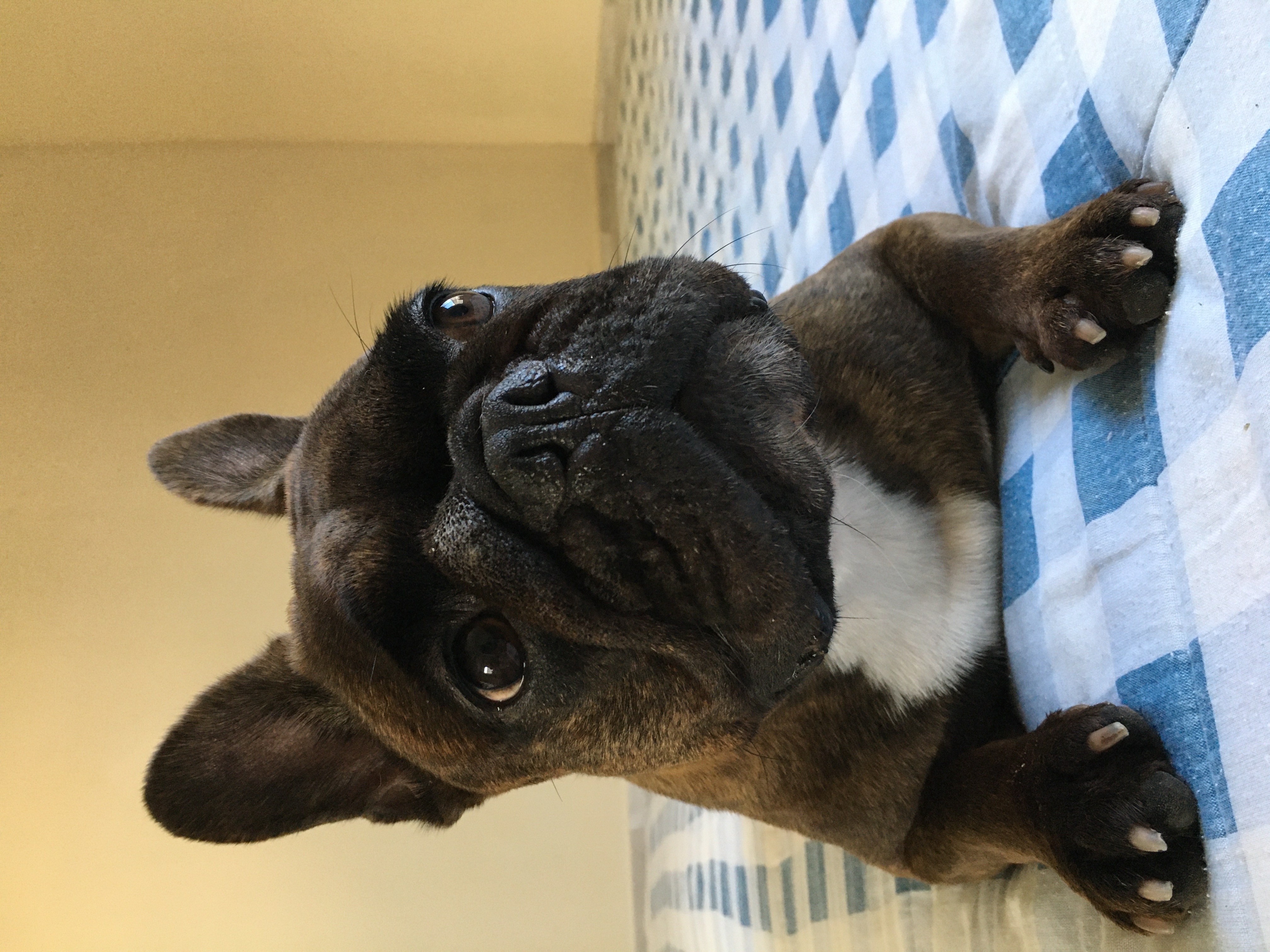 cão buldogue francês deitado na cama