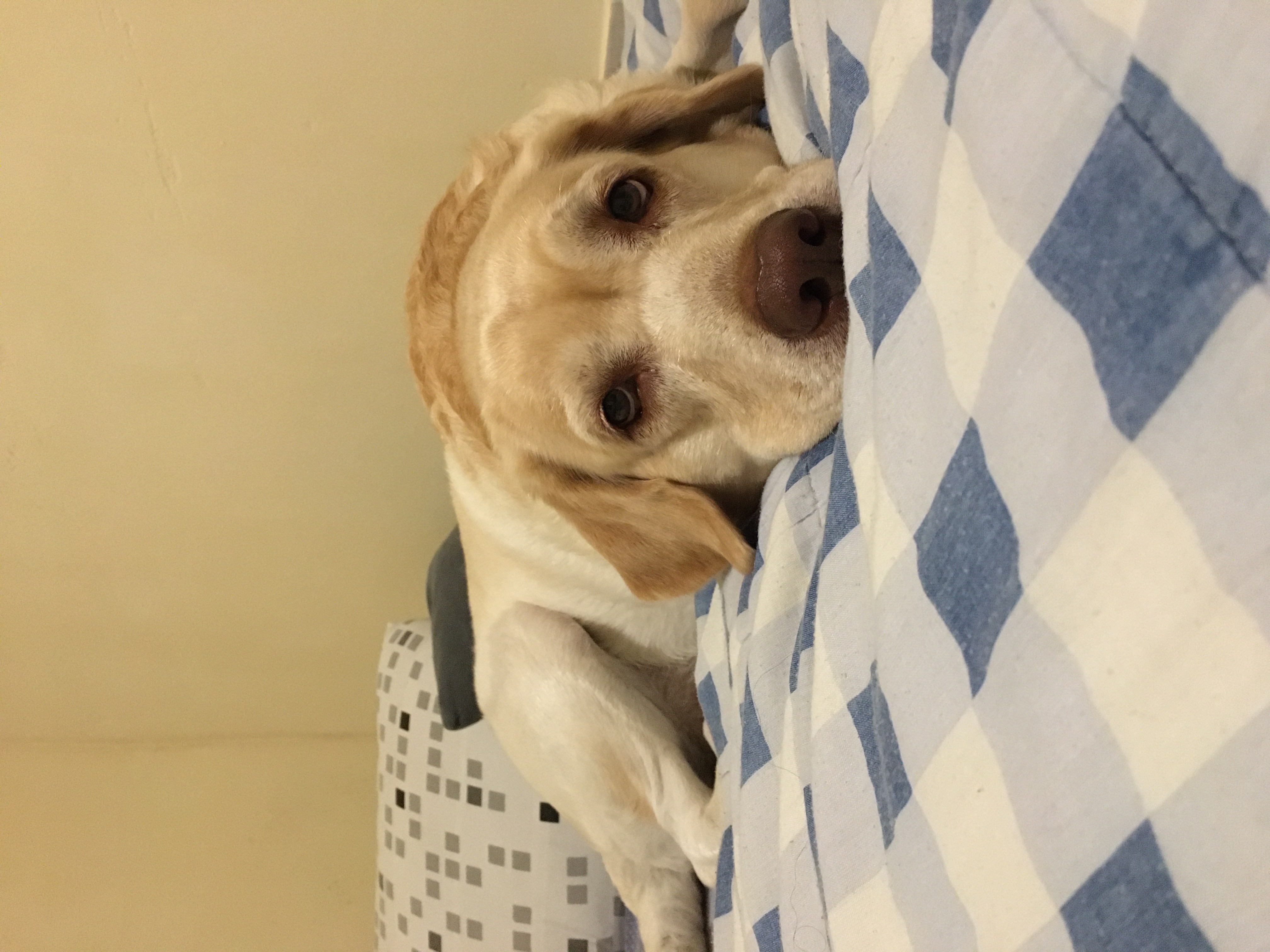 cadela labrador deitada na cama