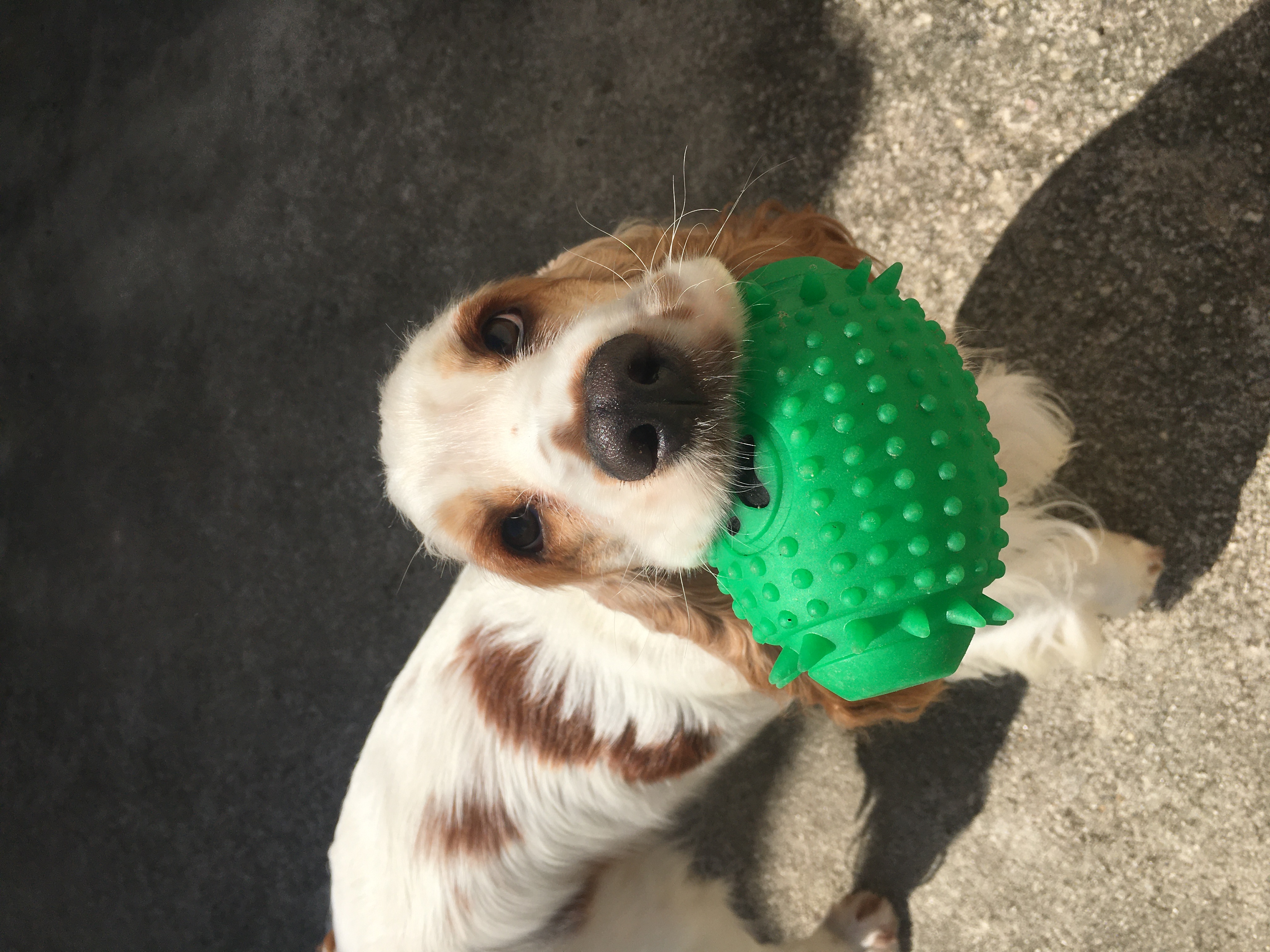cadela basset hound segurando uma bolinha com a boca