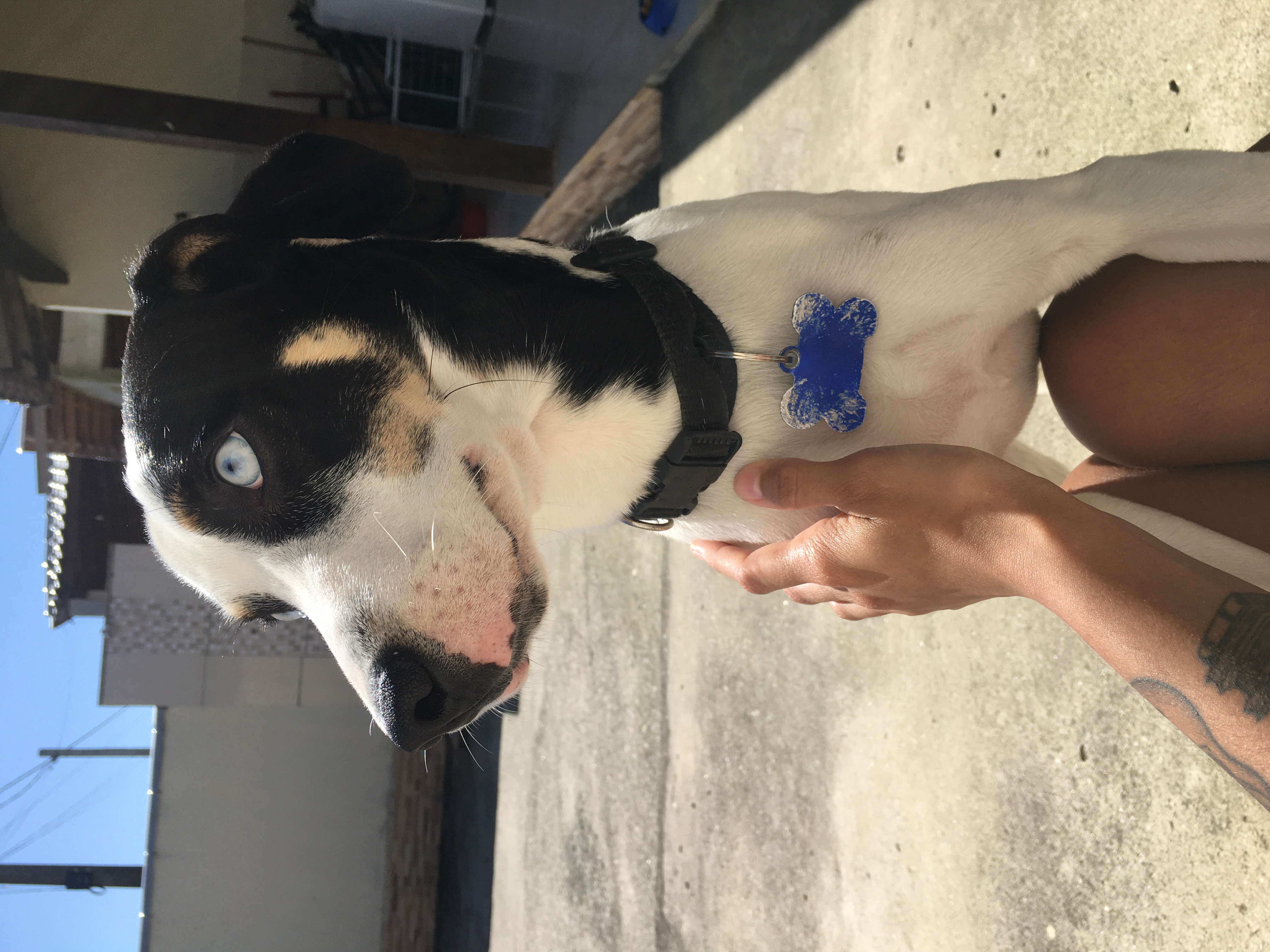cão vira-lata olhando para o lado