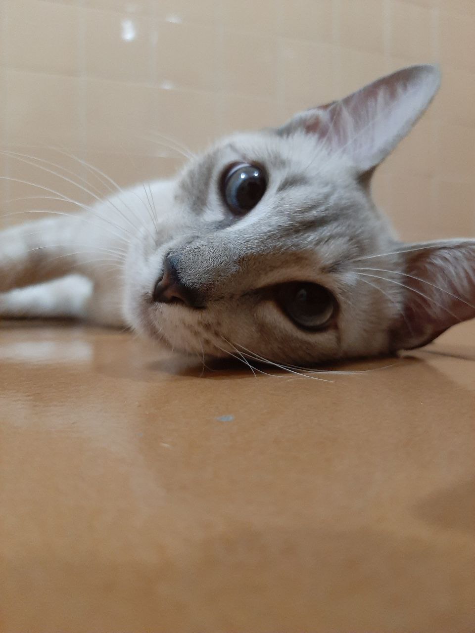 gata olhando para a câmera